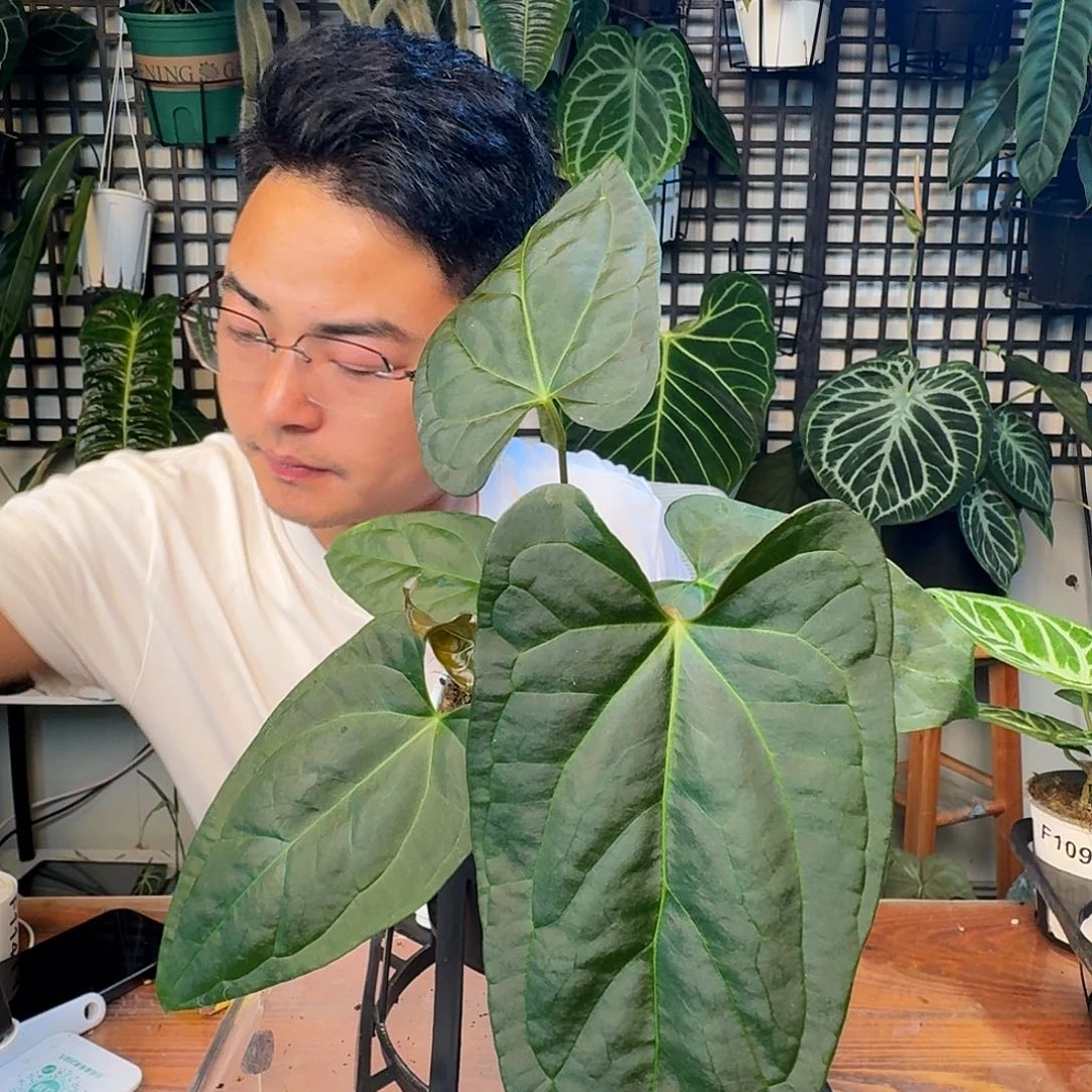 无花朵财****版一物一拍F110