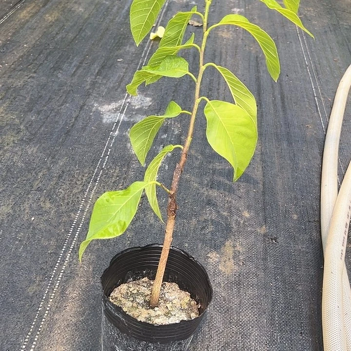 *****天使2588647890854323