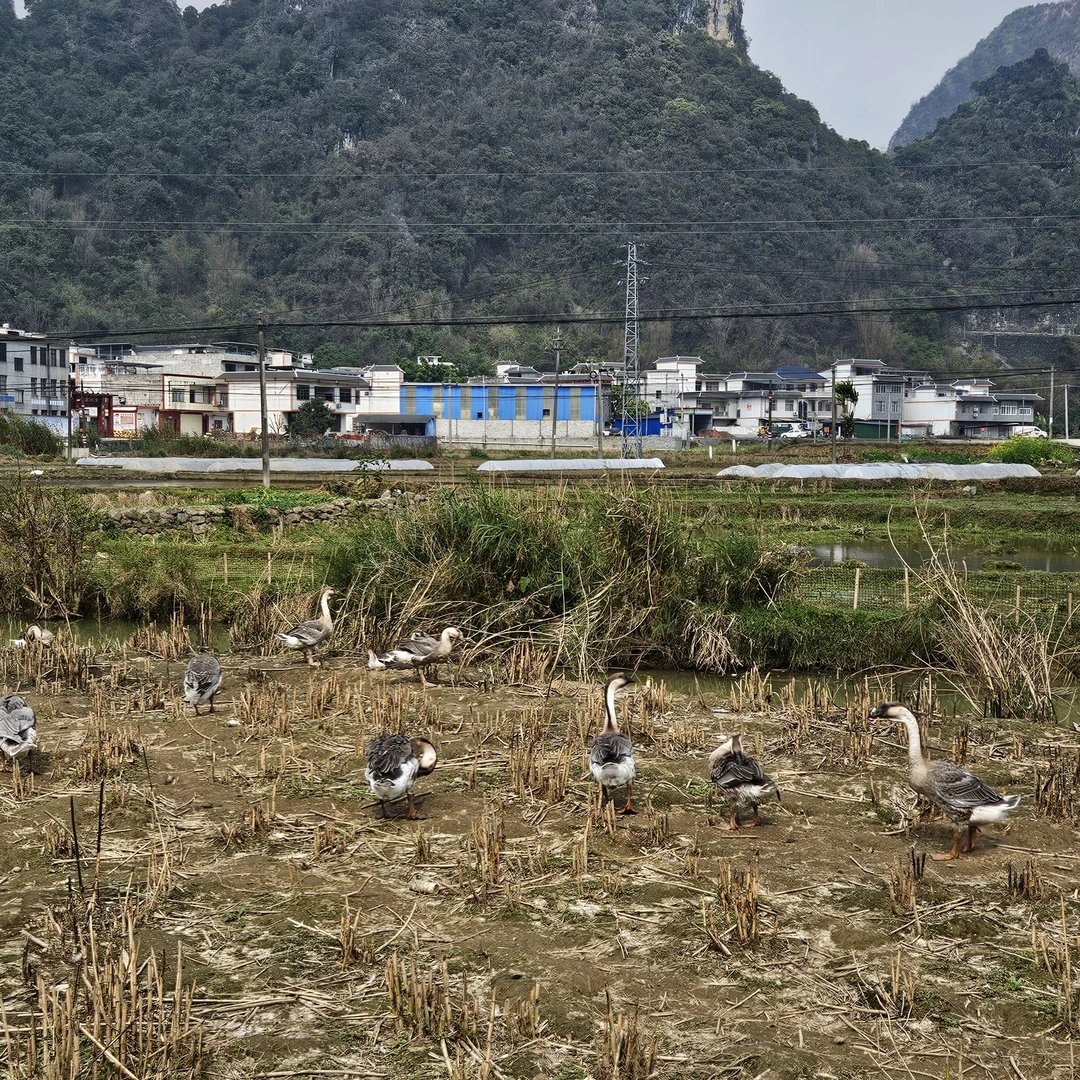 农家河边散养鹅120天10斤左右宰杀后9斤左右包邮
