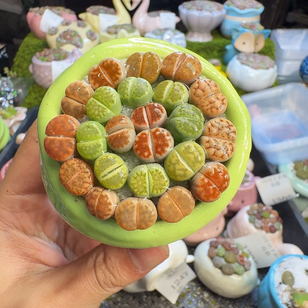 多肉葡萄的味道1338