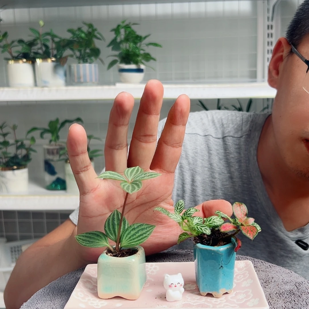 三***金无花朵19