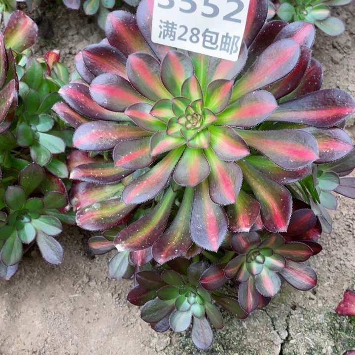 3552二号棚晚霞多肉