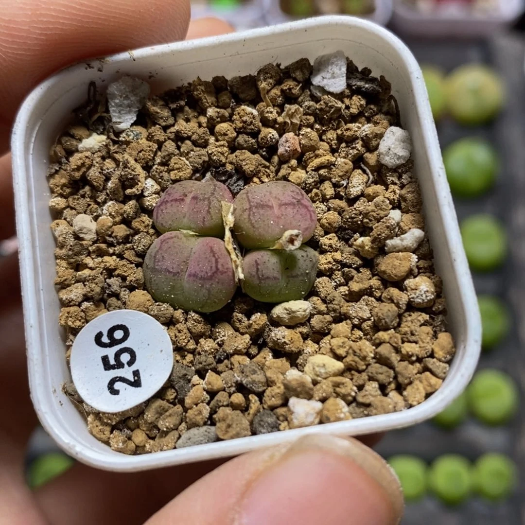 杂交4头多肉植物256