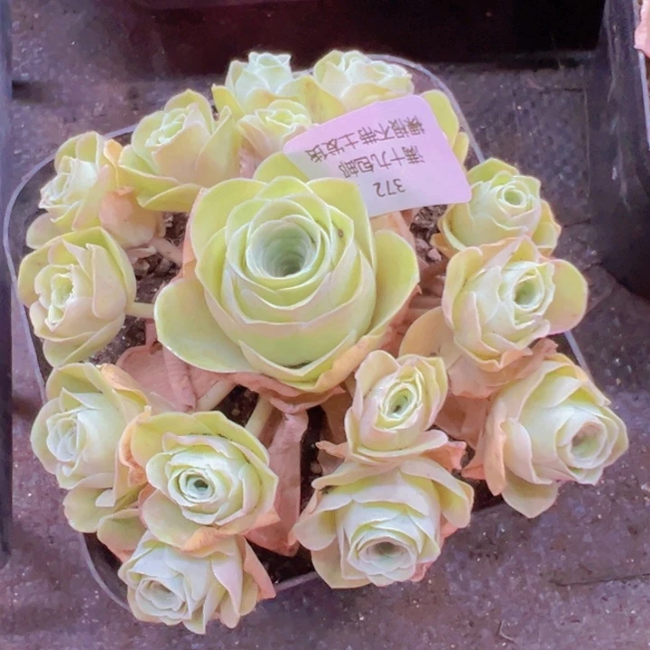 372 裸根不带土发货