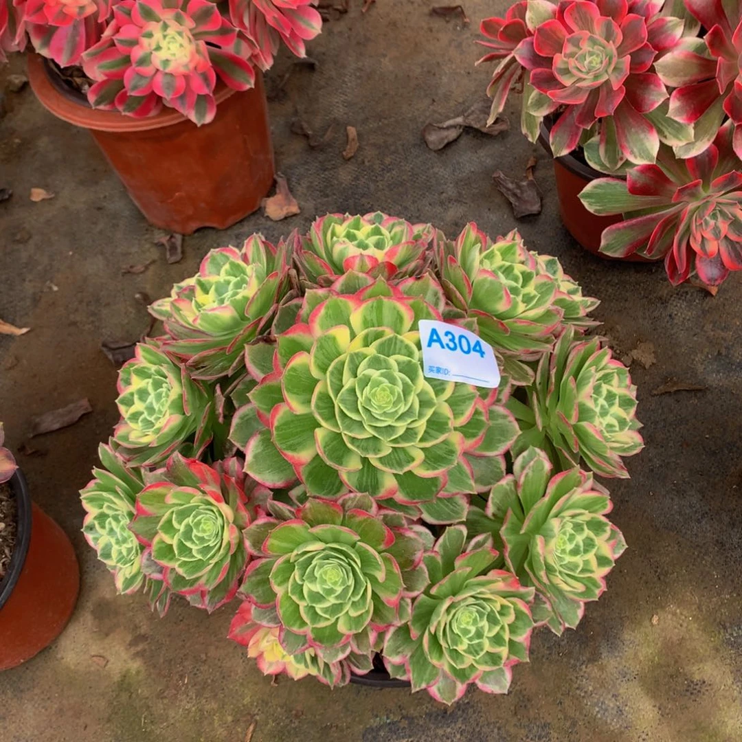 书*多肉植物304水蜜桃88888