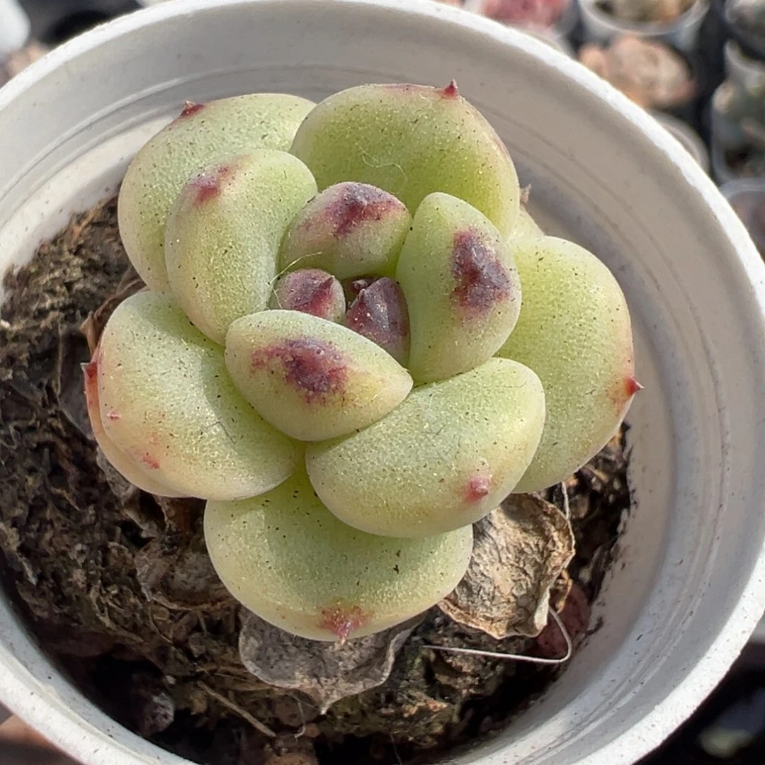 小卡拉米糖心一物一拍