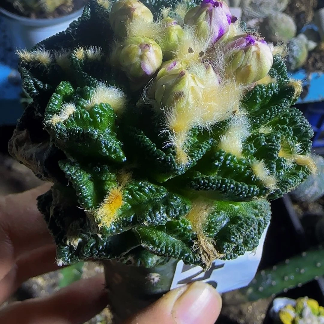 辛顿845仙人球开花