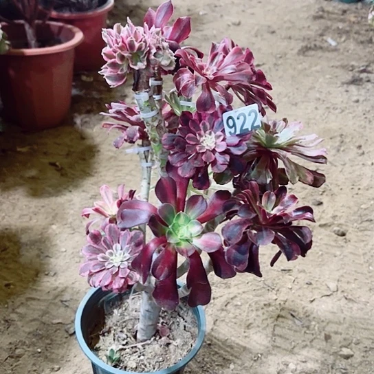 922嫁接老桩法师