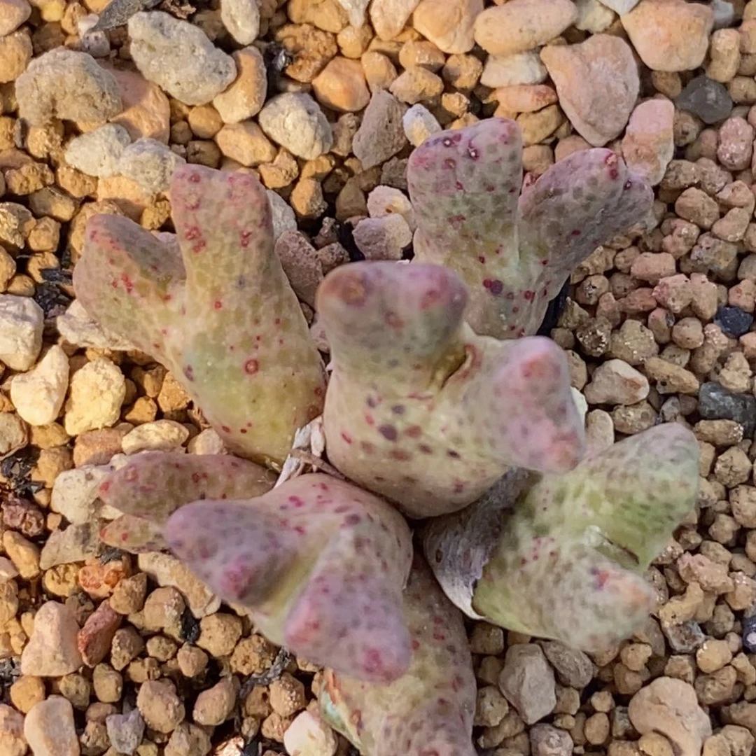 小****）福利鹿角好看好看好看