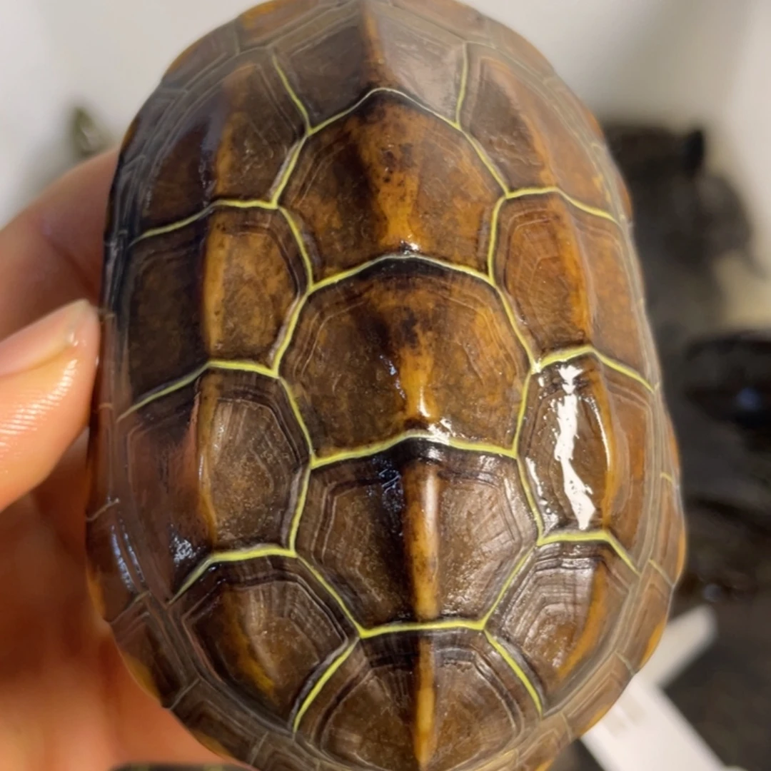 苏北金线冷水草龟