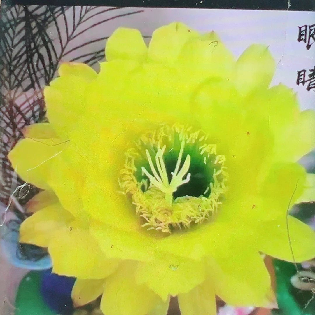 毛花柱绿眼睛侧芽 20 包邮