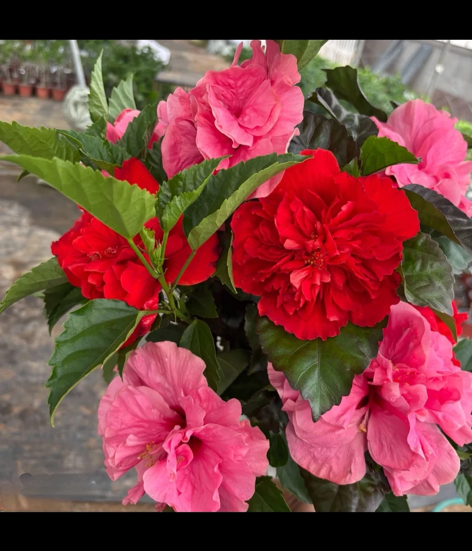 （三至四年苗）红粉佳人重瓣木槿盆栽四季开花耐热耐寒好养带花苞