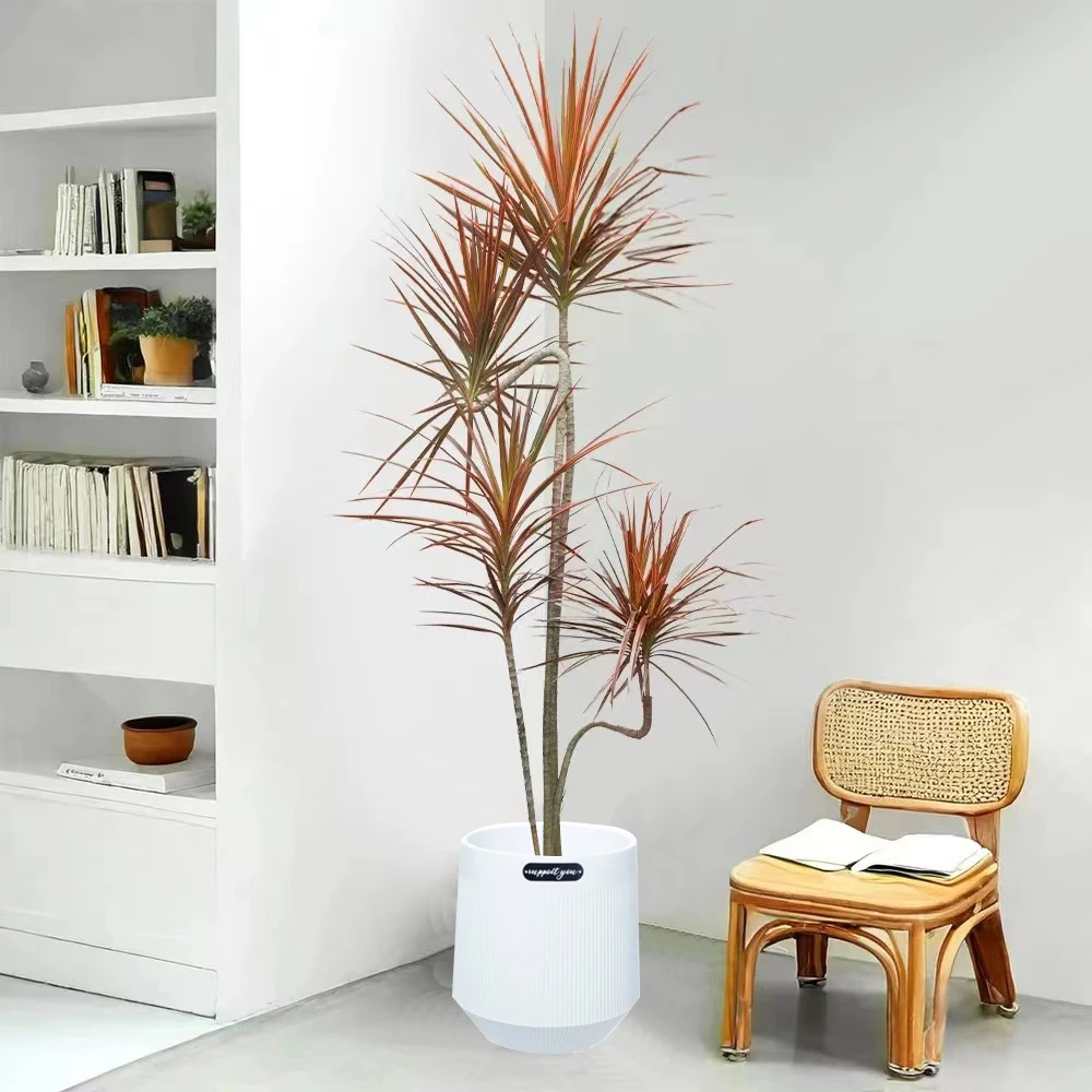 红叶千年木~客厅绿植大型植物盆栽室内七彩铁龙血树落地好养真树