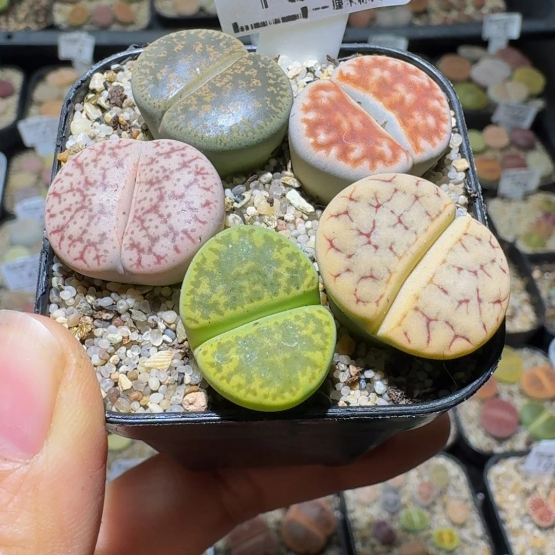 Ssss清棚价便宜1085