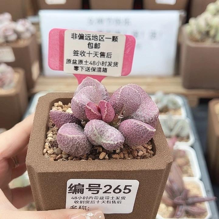 263丸叶哈默猪肝多肉植物