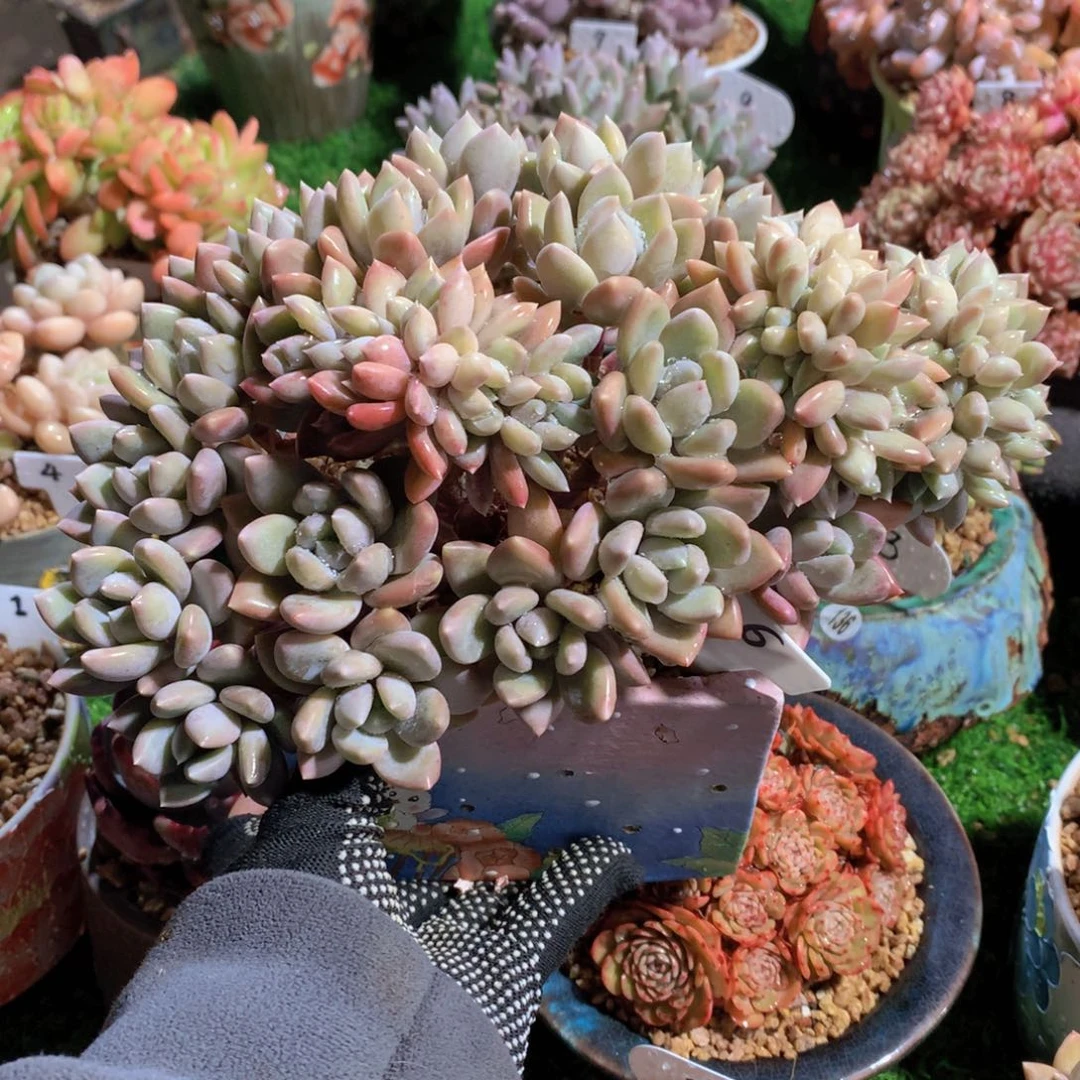 胖美人朵朵20 公分一物一拍