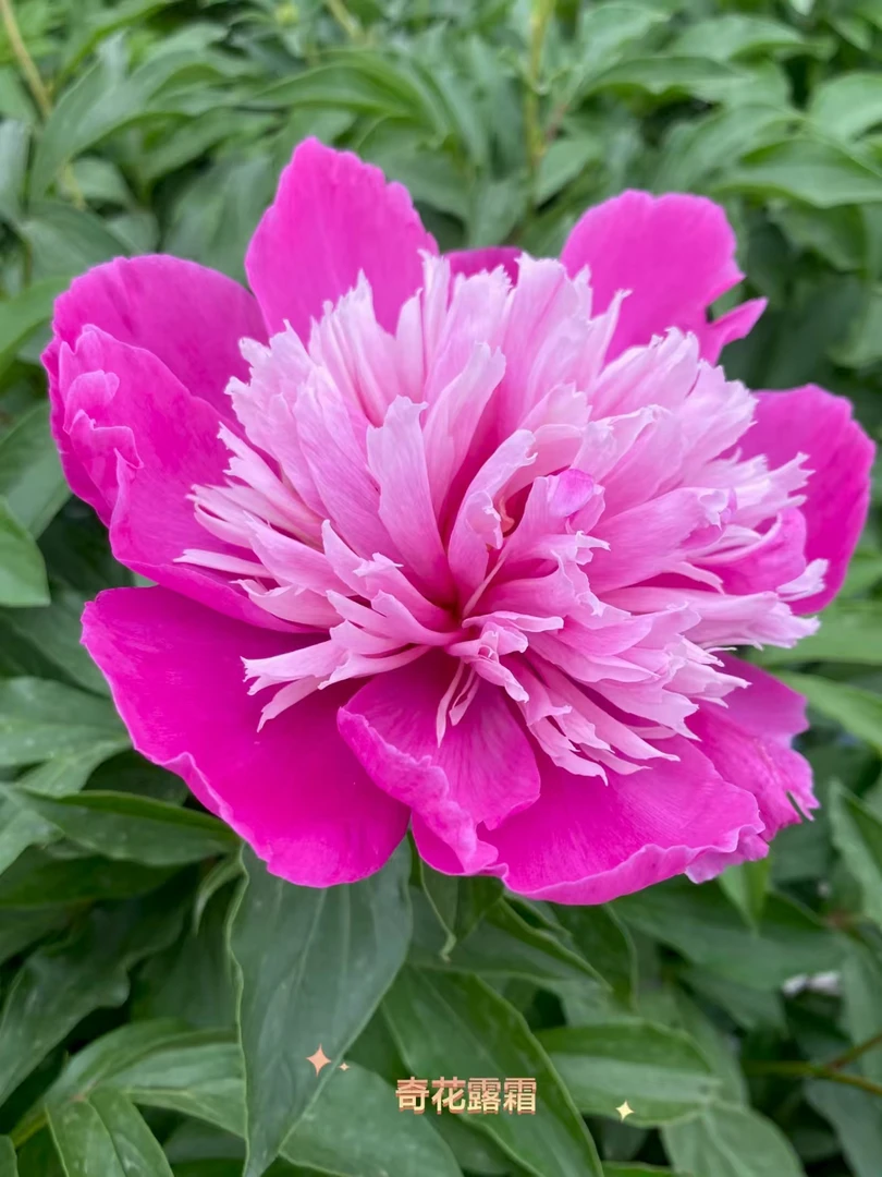 【分株苗】正宗菏泽重瓣芍药花