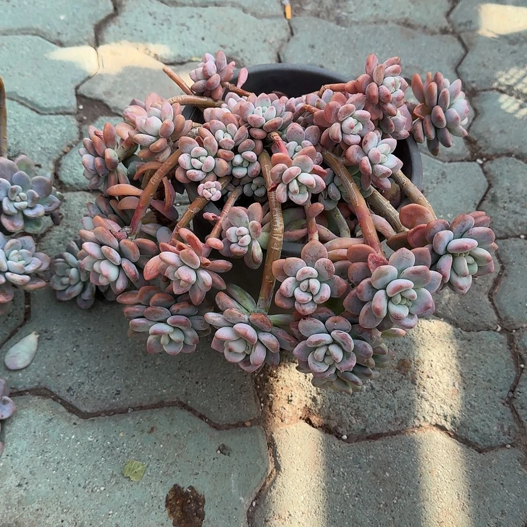 洛神悬崖装多肉植物