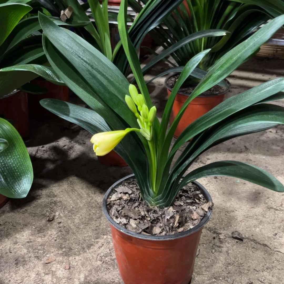 当前无花栽培后可以开花