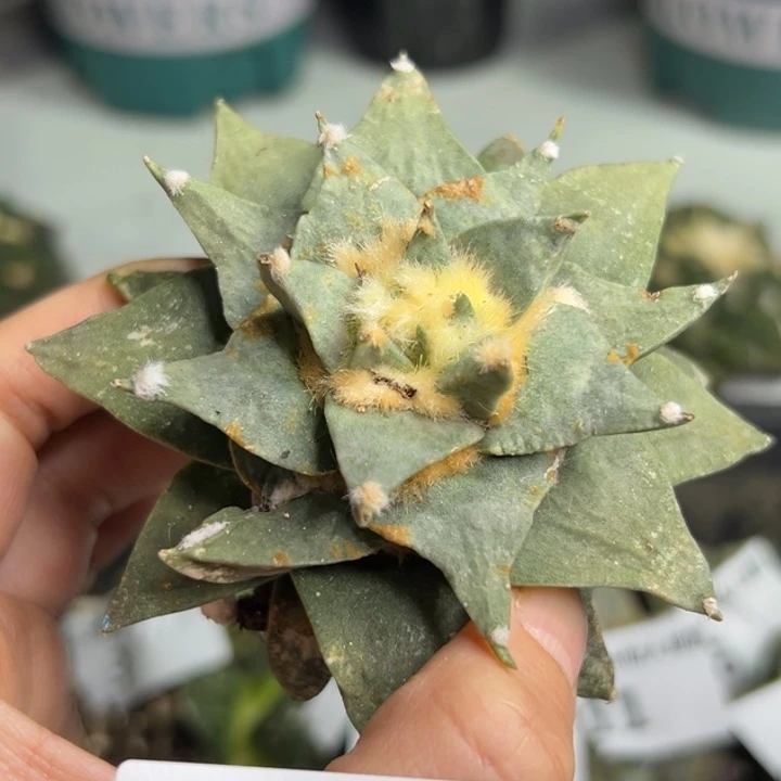 24 脱土带根发货