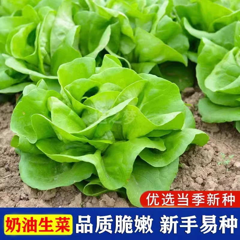 奶油生菜种子种籽四季夏天夏季适合可以种植冬季菜籽蔬菜孑籽种