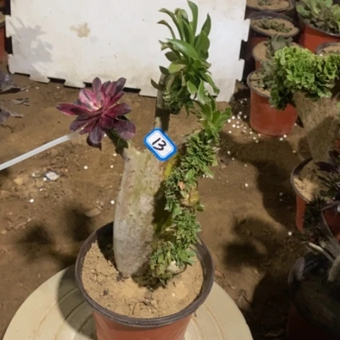 原始绿缀嫁接瑕疵一物一拍