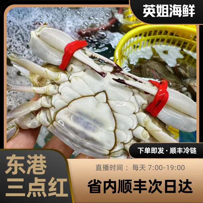 断氧东港三点红母二斤起仅限东三省主【保鲜不保活】一只4两左右