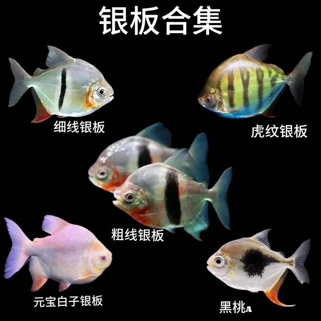 银板鱼元宝白子银板粗线银板虎纹银板热带观赏鱼好养耐活龙鱼配鱼