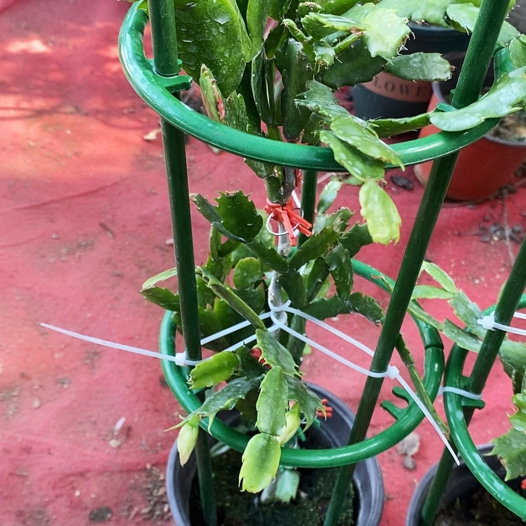 云***朵无花朵福利款双层