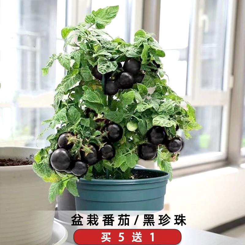 盆栽黑珍珠番茄种子黑妖姬黑骑士樱桃番茄籽阳台庭院水果蔬菜种孑