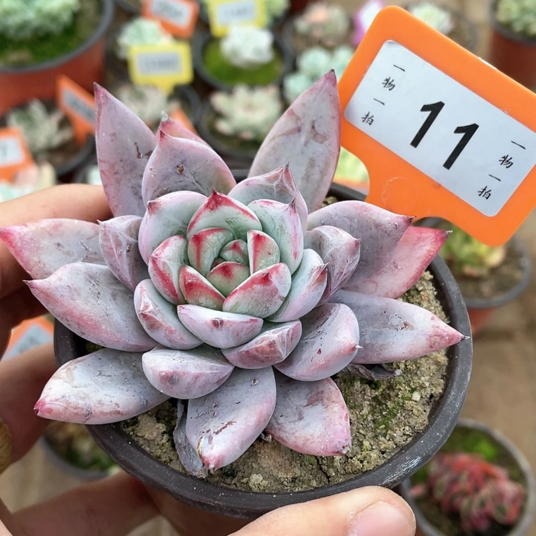 【闪购商品】11号的