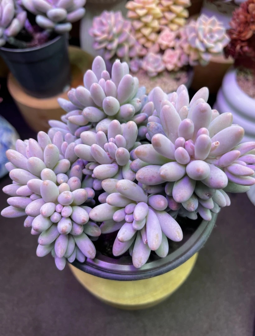 婴儿手指（带盆）多肉植物