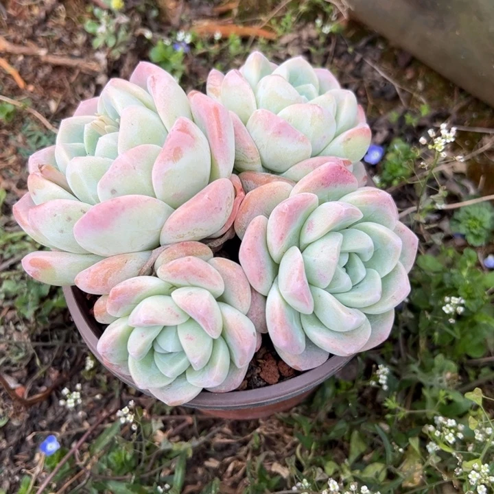 冰玉群生多肉植物