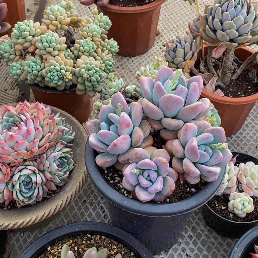 ?****？48包邮一物一拍多肉植物