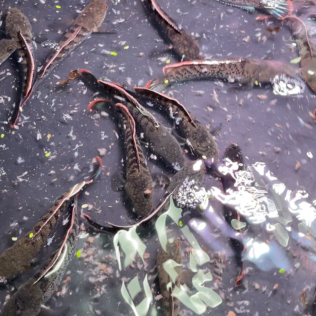 雷龙鱼鬼王精选的