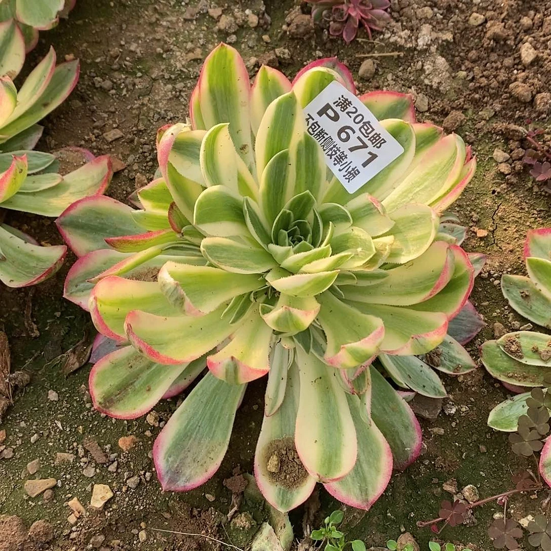 671海王多肉法师锦