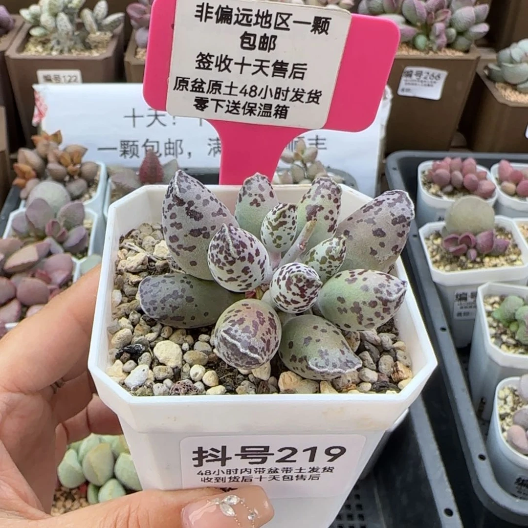 219特白肌海报多肉植物