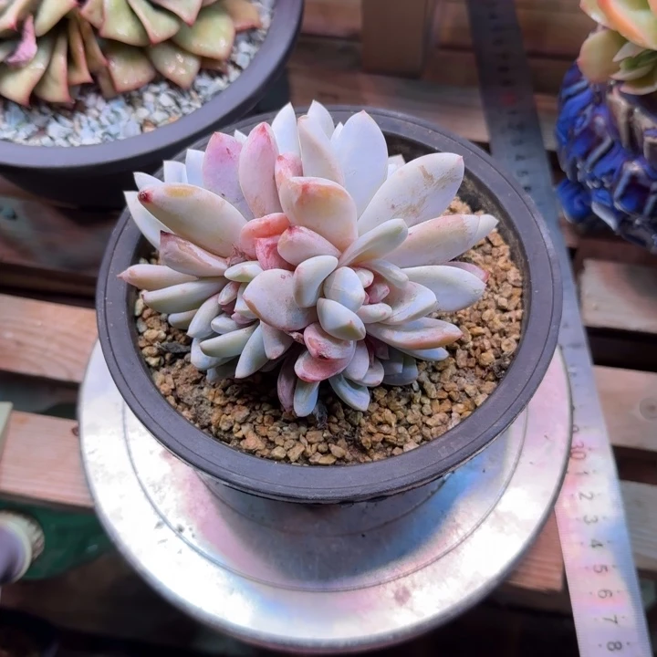 糖心嫦娥多肉植物dtdfcvhhhb