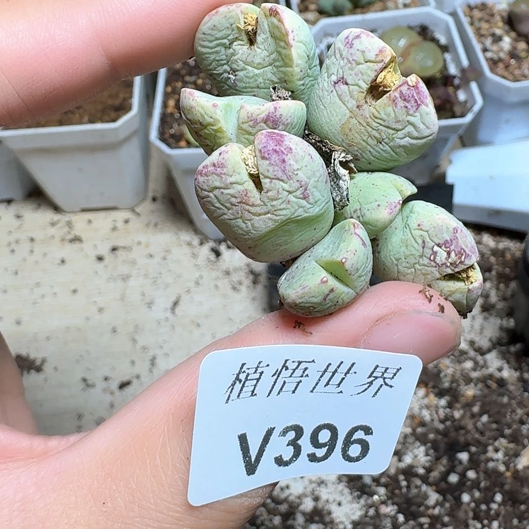 396号多肉植物哇f v