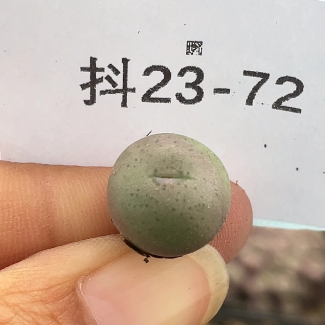 23-72大g多肉植物