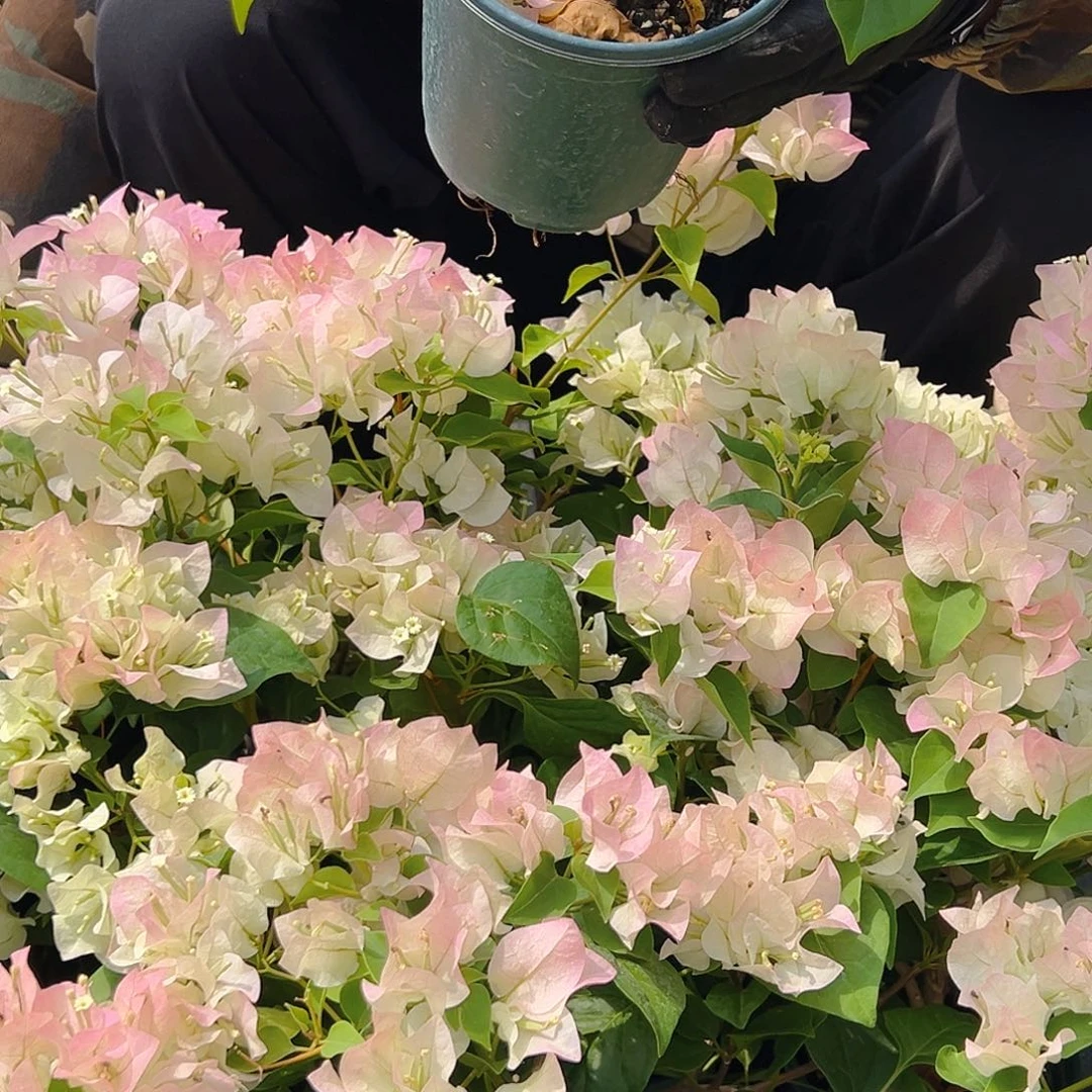 完全开放绿樱掌中宝一棵