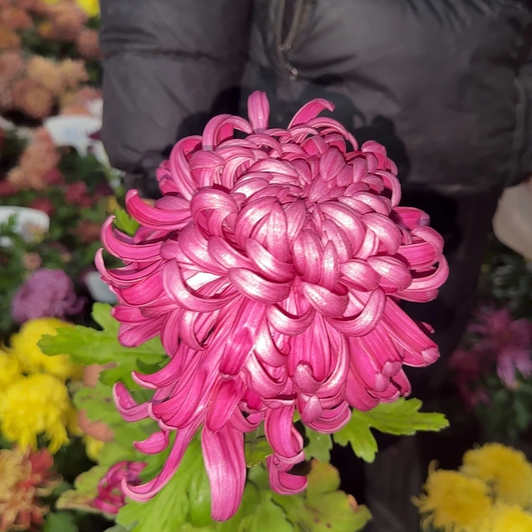 全部花朵B9999999999