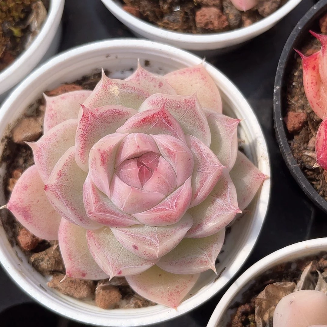 优选麦秆福利9137