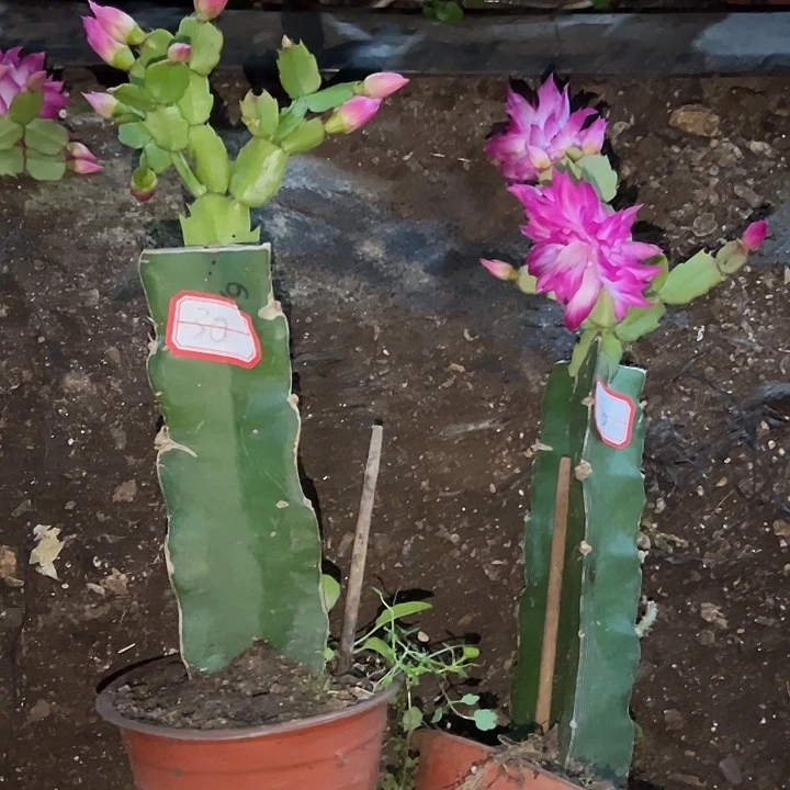 ，30号随机一棵061售后