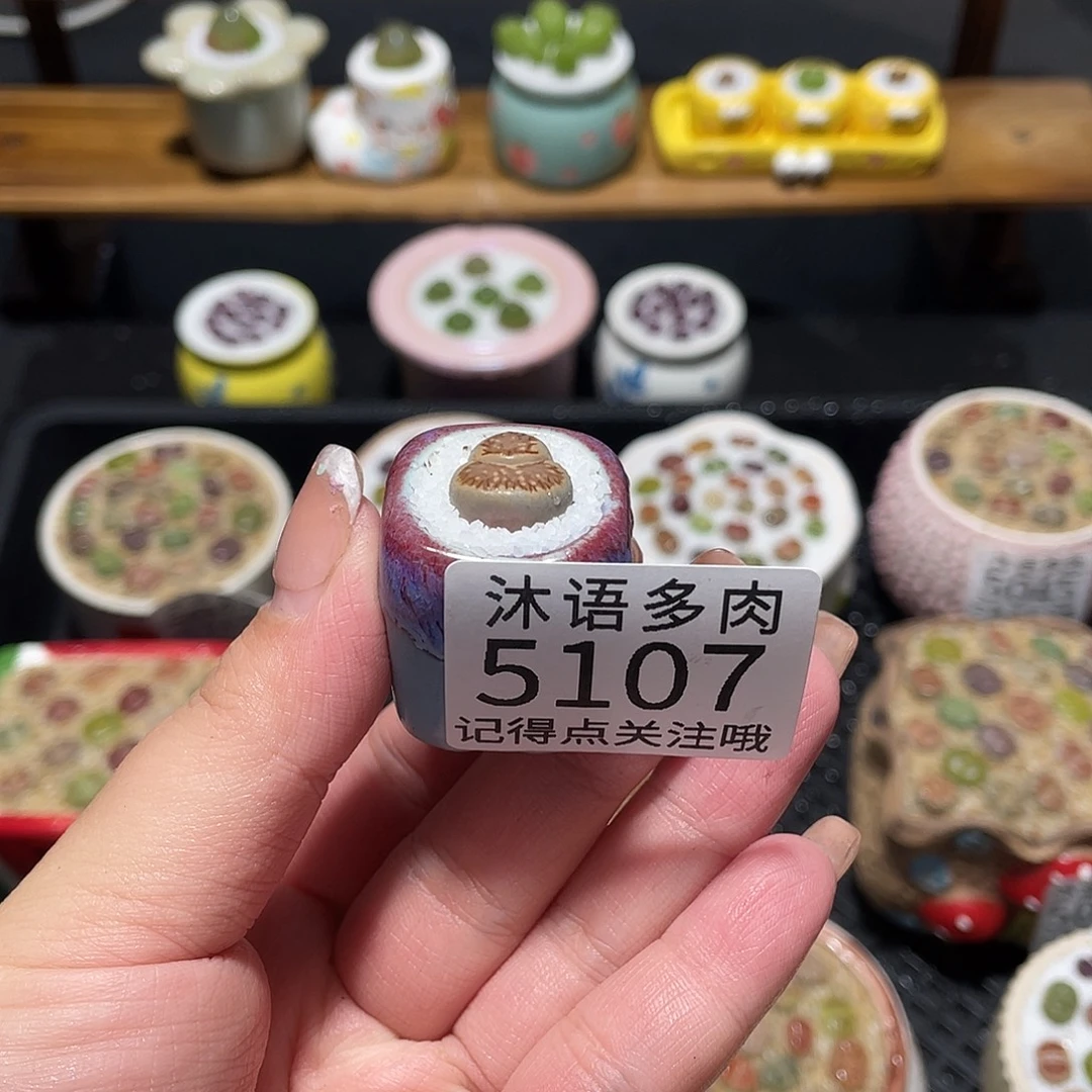 阳***带盆土植物 一物一拍5107