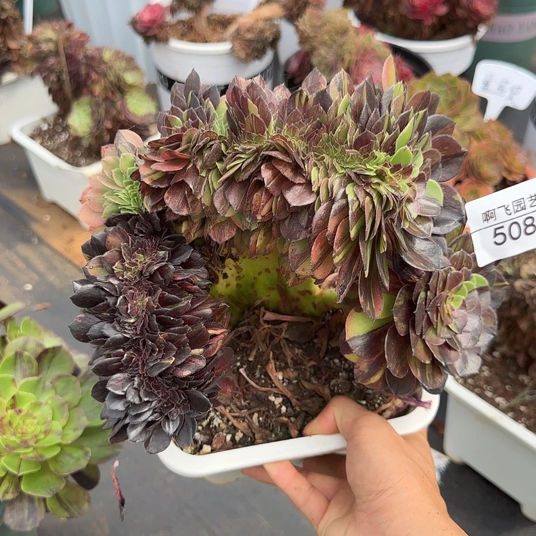 508多肉 花月夜缀有瑕疵