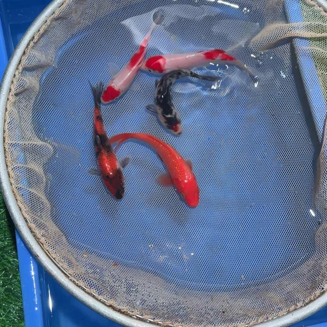 归***年锦鲤锦鲤观赏鱼锦鲤