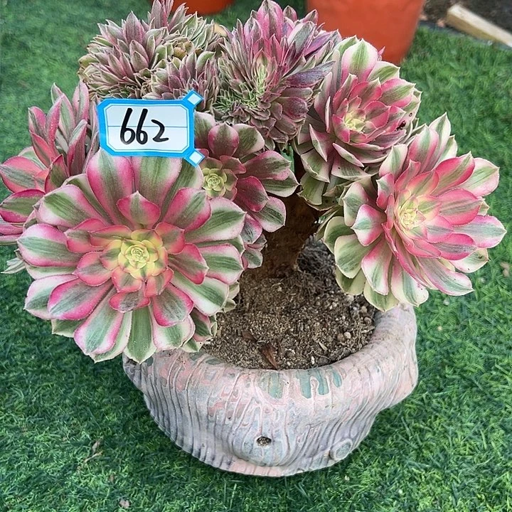 肯***662倾城缀化法师一颗