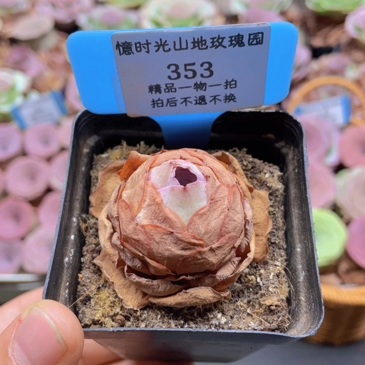 山地玫瑰353裸根发货不售后