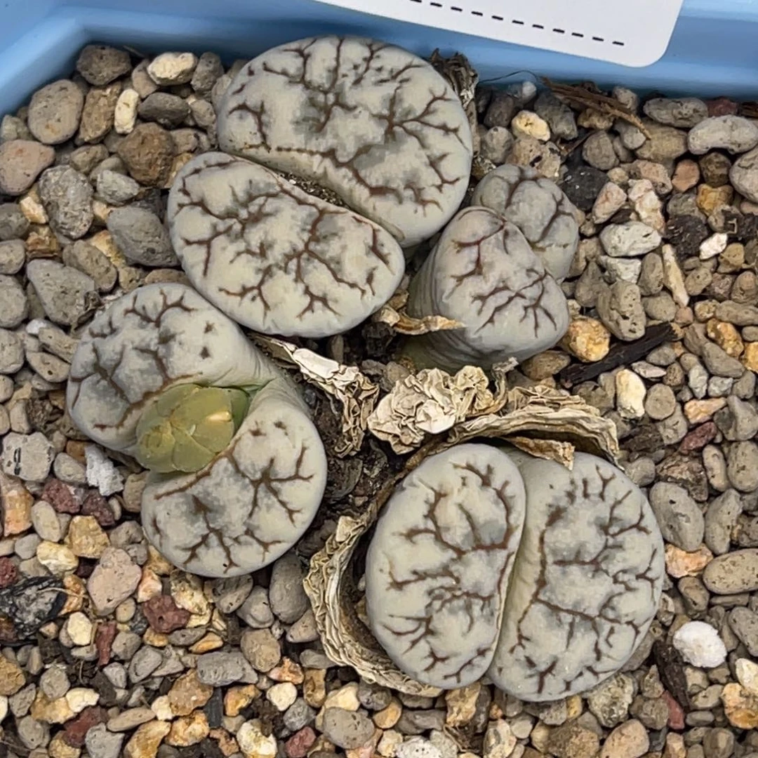 2338群生云映1四头